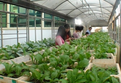 Dự án trồng rau sạch tại Trung tâm Sao Mai