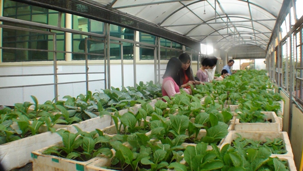 Vườn nhà kính trồng rau sạch trong nhà của Sao Mai cung cấp nguồn rau sạch cho bữa ăn của học sinh