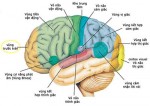 Sự phát triển tâm – vận động của trẻ em